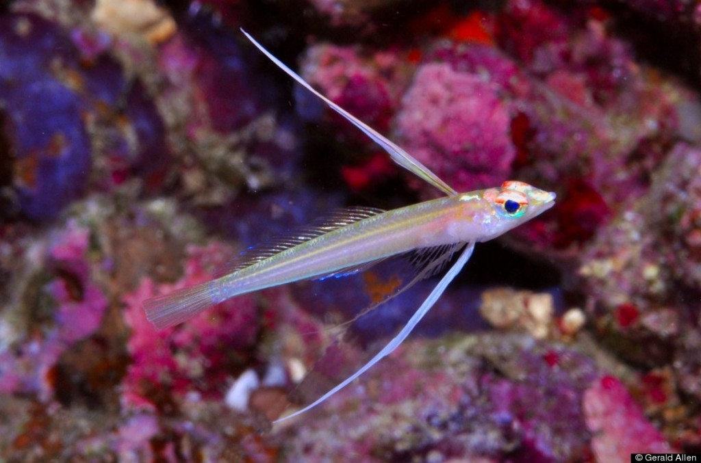 The Midwater Signalfish P. longipinnis. Credit: Gerry Allen