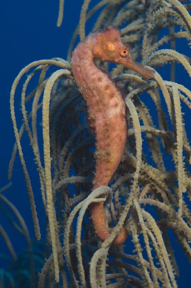 Longsnout seahorse wrapped around gorgonian. Hippocampus reidi. Commonly known as slender seahorse. Curacao, Netherlands Antilles. Unaltered/Uncontrolled. Digital Photo (vertical). Model Release: Not Applicable.