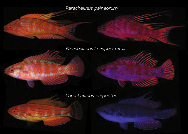 Fluorescent patterns in Paracheilinus. Credit: modified from Gerlech et al 2016