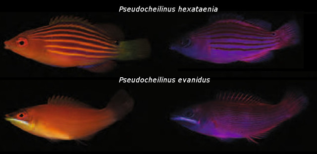 Fluorescent patterns in Pseudocheilinus. Credit: modified from Gerlech et al 2016