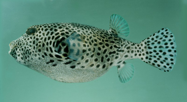 Arothron stellatus has dark spots on a light body. How might this pattern interplay with that of A. hispidus? Credit: John Randall