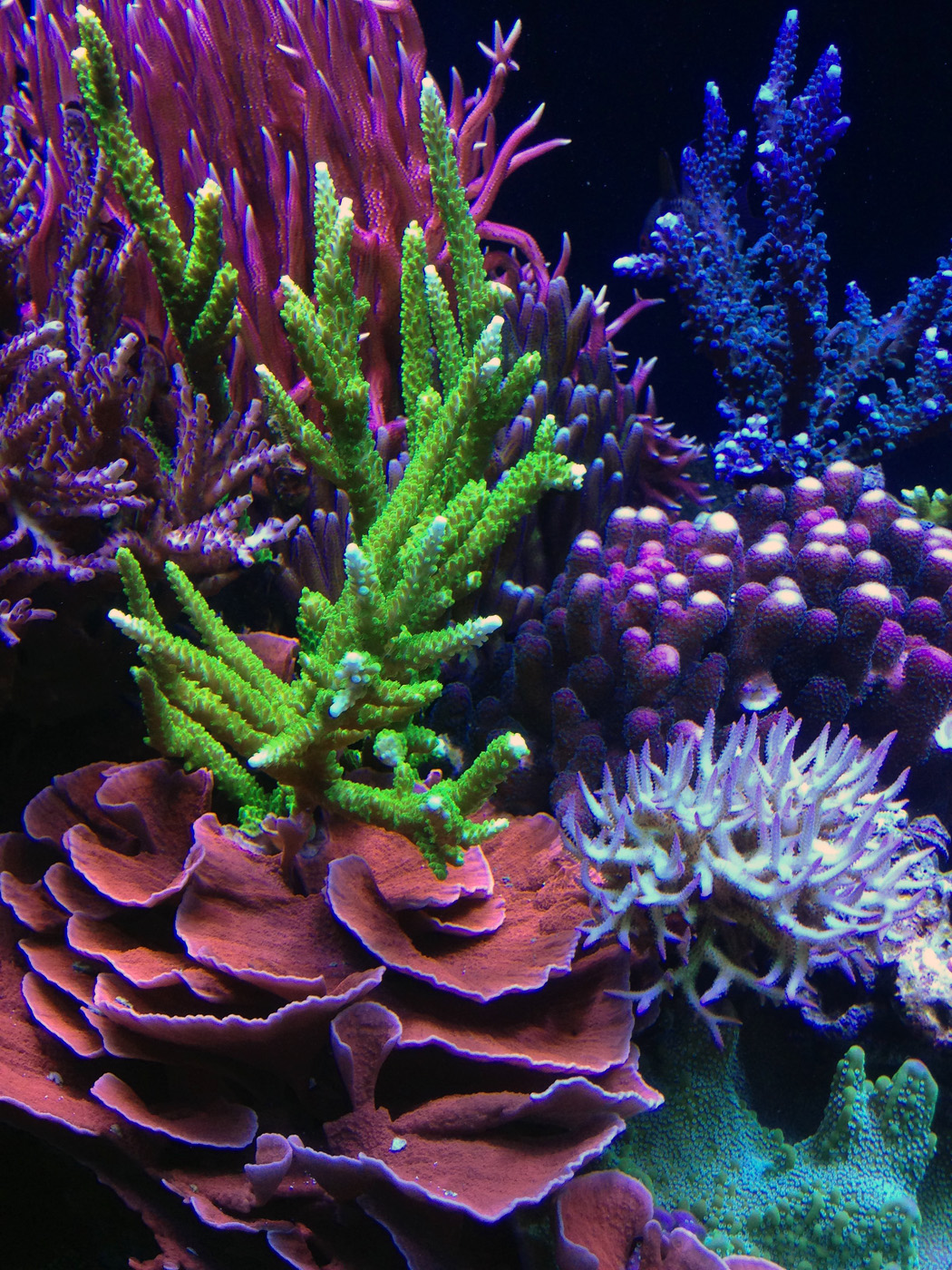 Featured Aquarium: The Reef of Bruce York