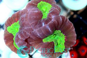 thumb_Laser_Trumpet_Caulastrea
