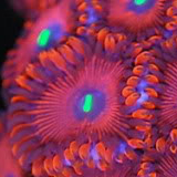 thumb_Red_People_Eater_RPE__Cozer