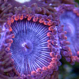thumb_Superman_Palys__Manhattan_Aquarium