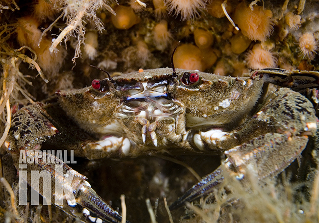 velvet-swimmer-crab2-2