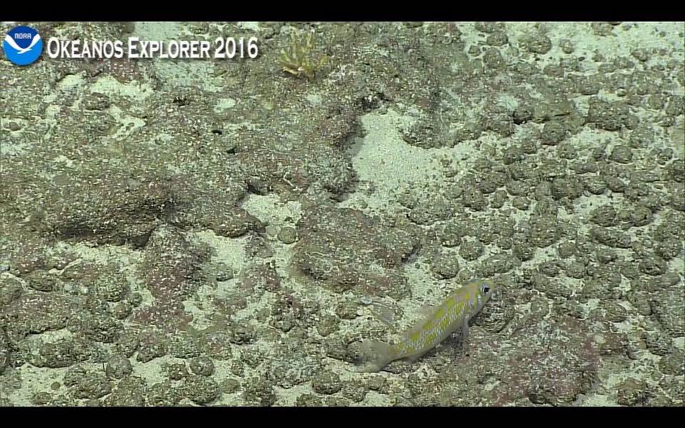 Plectranthias elongates (?), filmed at 300m. Screen capture from the NOAA Okeanos Explorer live broadcast.