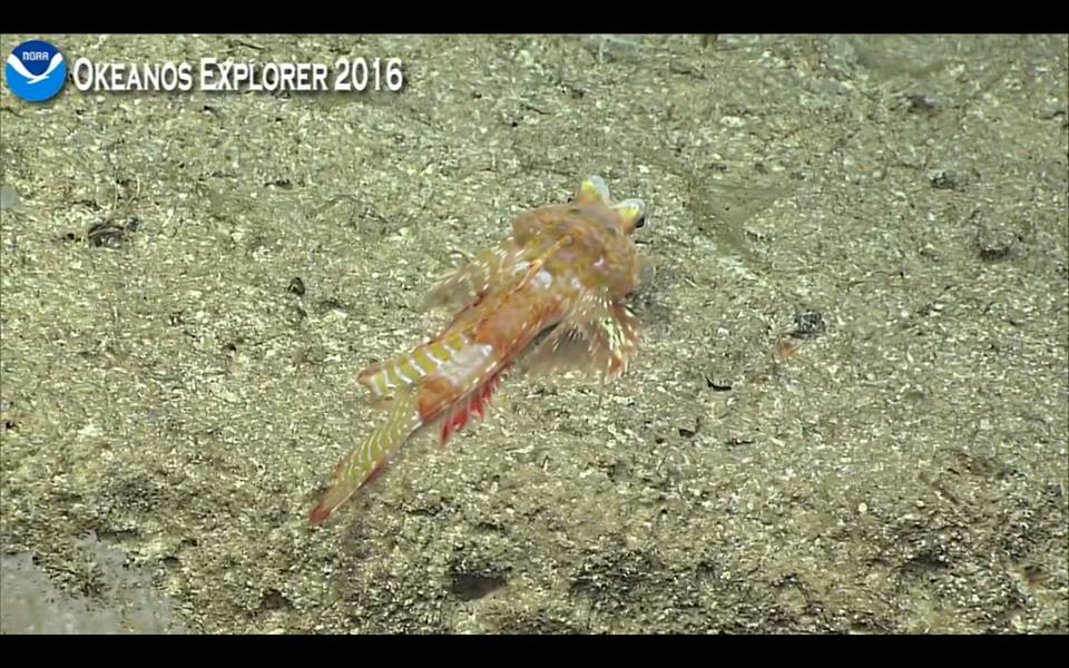 An incredible new callionymid, possibly in the genus Foetorepus. Screen capture from the NOAA Okeanos Explorer live broadcast.