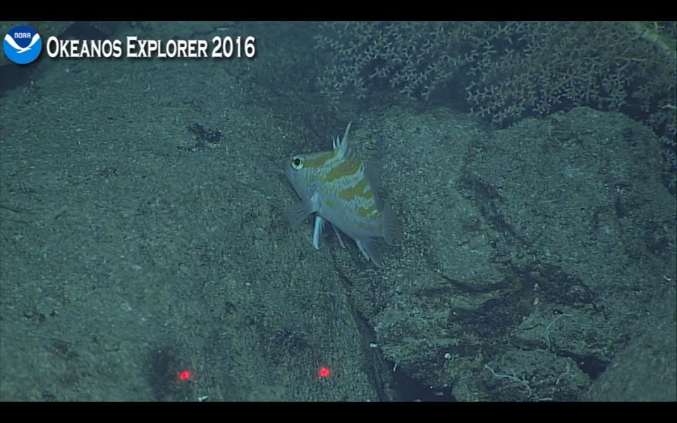 A new species of Plectranthias, filmed at 350m. Screen capture from the NOAA Okeanos Explorer live broadcast.