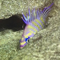 Monday Archives: A bumper crop of stunning new species captured on the NOAA Okeanos Explorer expedition