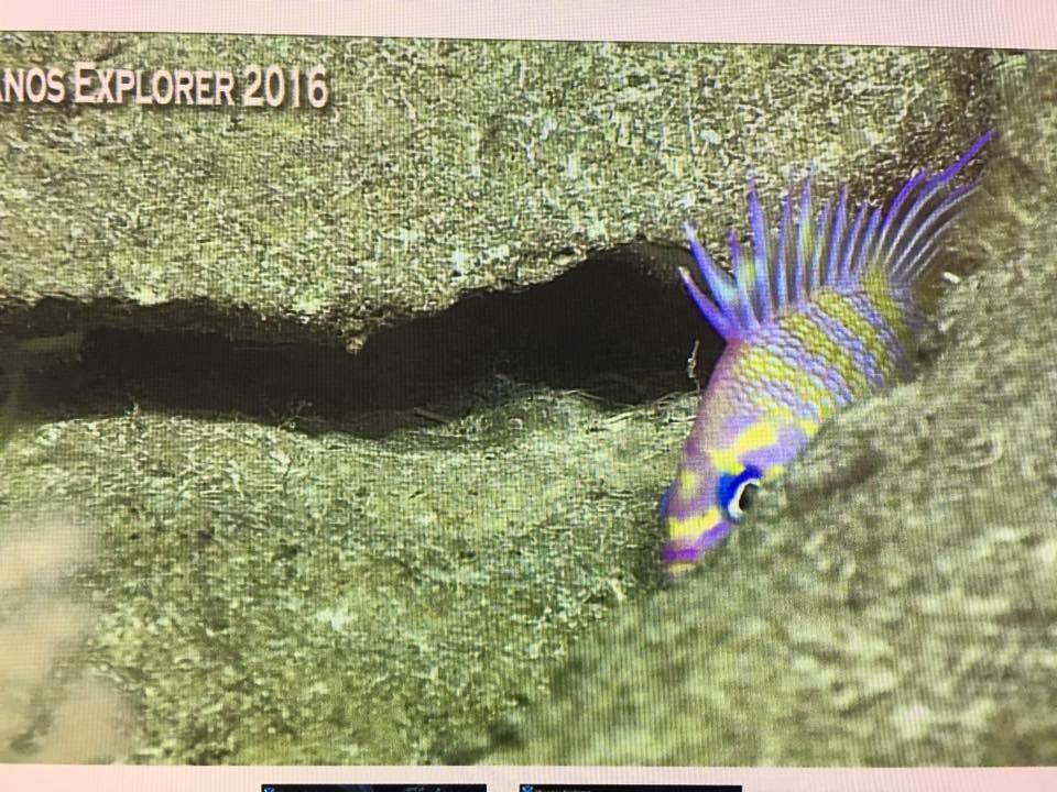 An incredible, never been seen before undescribed species of Odontanthias. Screen capture from the NOAA Okeanos Explorer live broadcast.