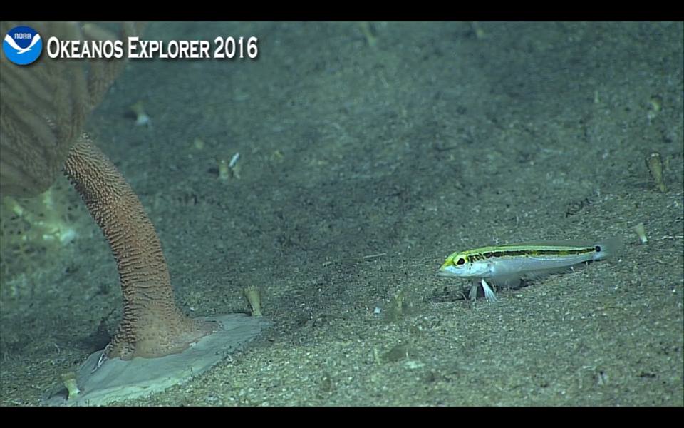 Quite possibly the first ever live footage of the elusive Plectranthias fuscolineata, filmed at 350m. Screen capture from the NOAA Okeanos Explorer live broadcast.