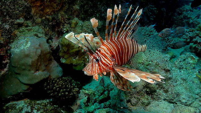 Pterois miles seen in the Red Sea. Credit: Antje Schultner