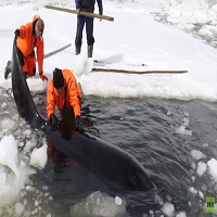 Killer Whale Rescue In Russia