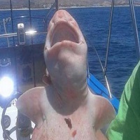 Teen Catches Rare Swell Shark