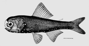 Illustration of the Headlightfish Diaphus metopoclampus showing the serial photophores along the belly and the large luminous organ near the eye common to this genus. Source: Goode & Bean, 1896