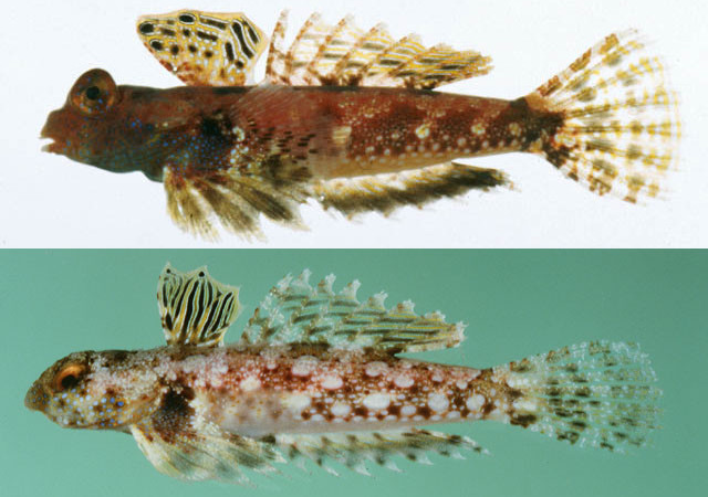 Compare the dorsal fin patterning of these two small males. The bartelsi phenotype (top, Sabah) and the morrisoni phenotype (bottom, Australia). Credit: Hiroshi Senou & John Randall