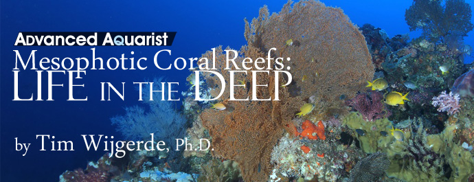 Mesophotic Coral Reefs: Life in the Deep