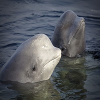 NOAA Takes Steps To End Beluga Whale Captivity