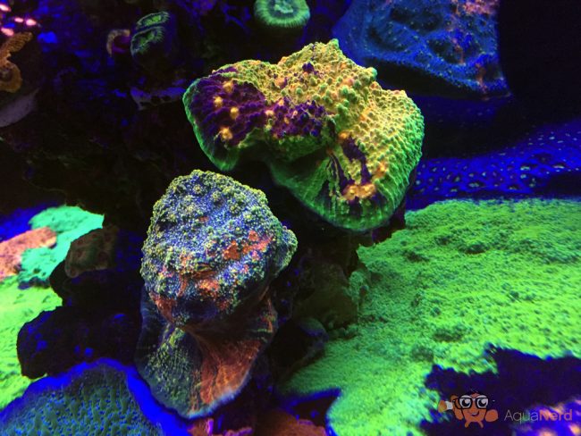 chalice corals WWC - reefs