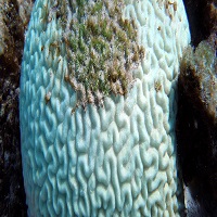 Unprecedented South Florida Coral Die-Off