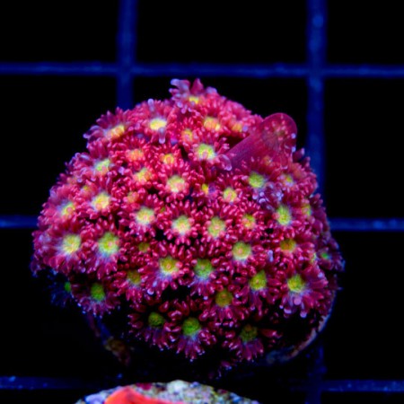goniopora - reefs