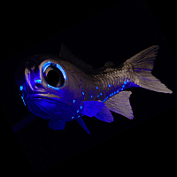 lantern fish