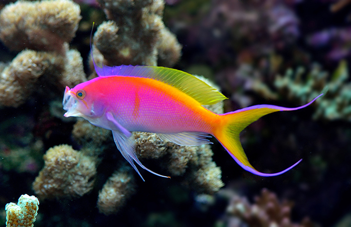 Pseudanthias bartlettorum in a picture perfect pose. Photo by Lemon TYK.