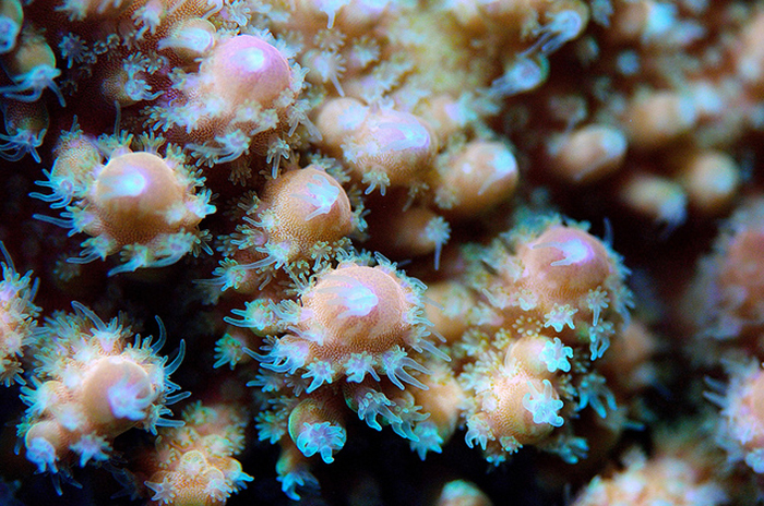 A close up shot of Acropora gemmifera using a dedicated 105mm macro lens. Photo by Lemon TYK.