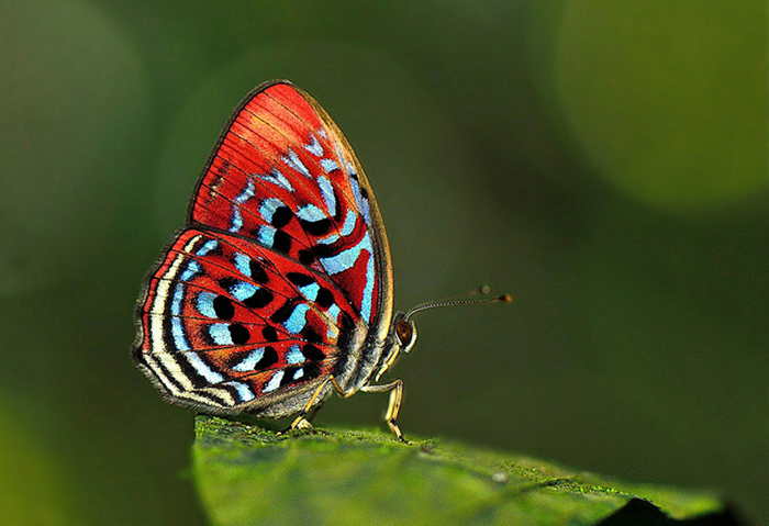 This Paralaxita telesia is usually inconspicuous in the deep jungle shade. Only with camera flash can the iridescent blues and red be appreciated. Note the dim conditions resulted in the use of a high ISO, which resulted in a slightly noisy background. Photo by Lemon TYK.