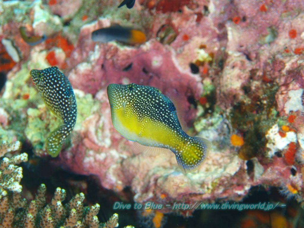The Andaman Mimic Filefish observed at the Similan Islands. Credit: dive to blue