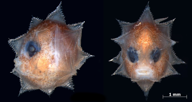 The spiky larva of the Ocean Sunfish Mola sp. Credit: David Johnson/NMNH