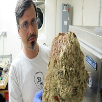 Amazon River Coral Reef Discovered