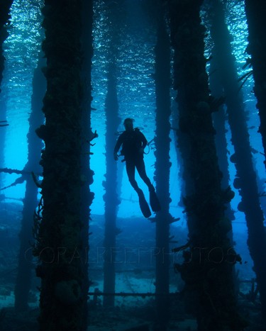 Silhouette of scuba diver under pier. Homo sapiens. Caracas Baai, Curacao, Netherlands Antilles. Unaltered/Uncontrolled N/A
