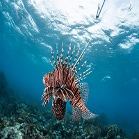 Lionfish Coming To A Supermarket Near You
