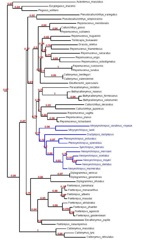 Phylogenetic tree of Callionymidae from mitochondrial CO1. The clade highlighted in blue includes the Scooter Dragonets and other related ex-Synchiropus. Click to enlarge.