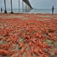 Swarming Crabs Puzzle Scientists