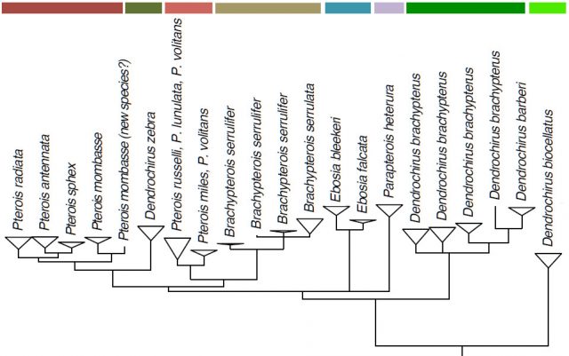 Phylogeny of Pteroinae from nuclear DNA. Modified from Wilcox 2014