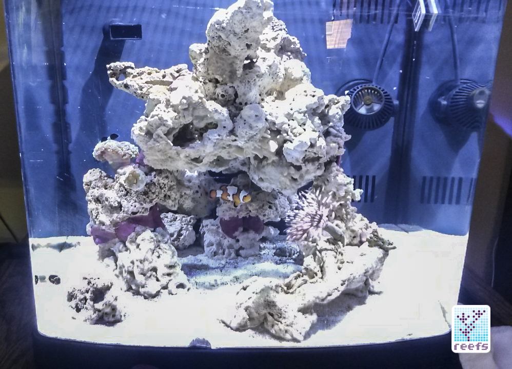 Back to reefing! Author's new, curb-found 14g all in one aquarium