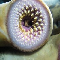 Swimmers Warned To Watch Out For Lampreys In Britain’s Rivers And Lakes