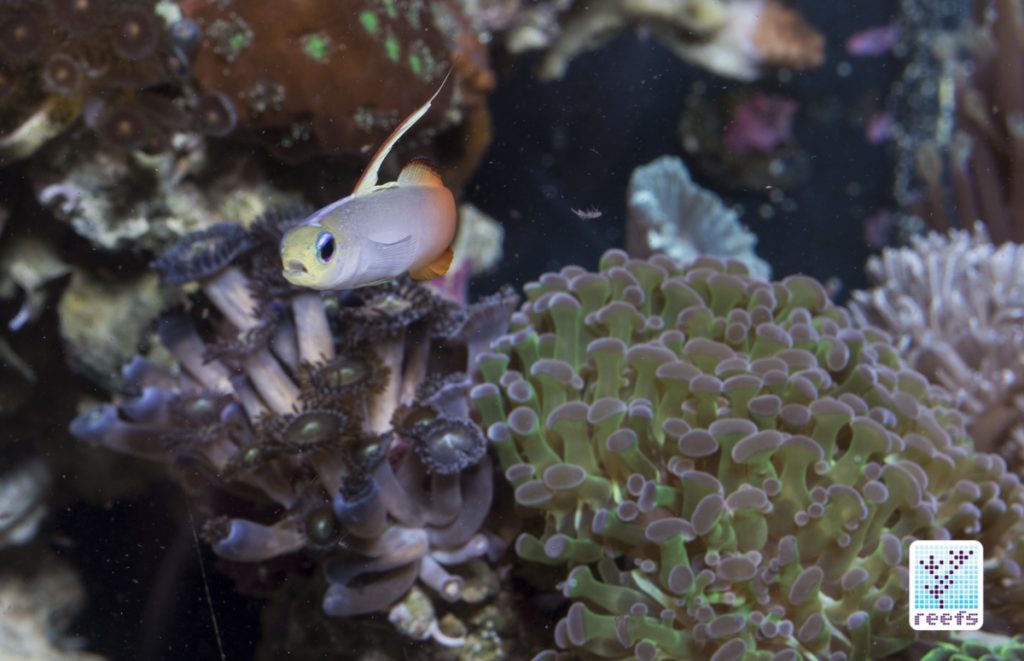 PE Calanus next to a Firefish goby for reference