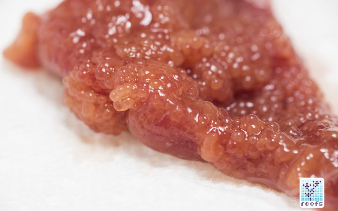 LRS Fish Eggs Frozen food 