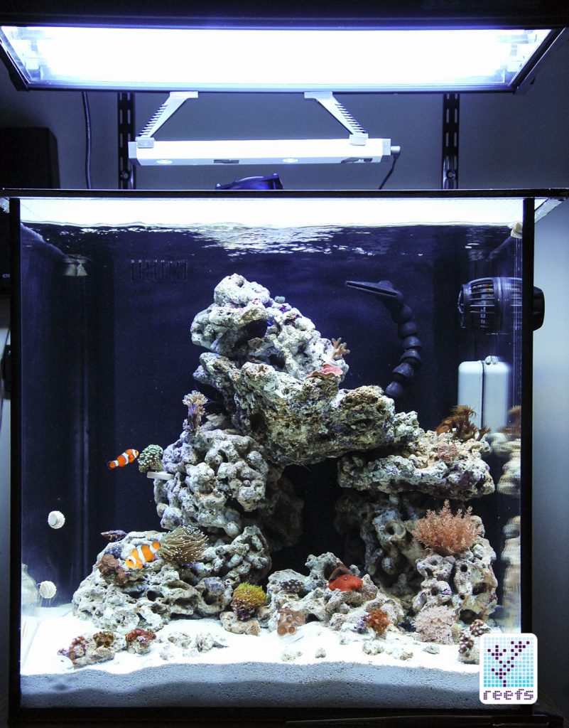 Original 34g cube tank few weeks in. First fish and corals enjoying the new reef
