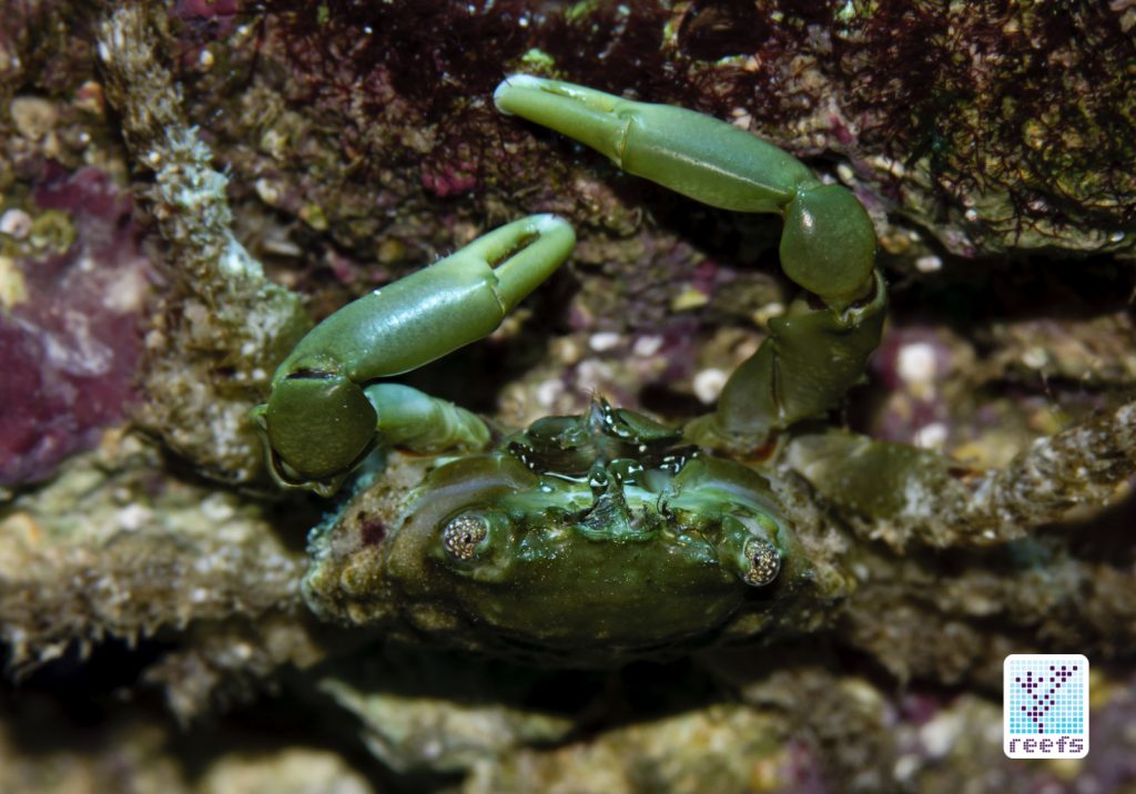 Author's emerald crab showing off