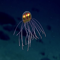Stunning Jellyfish Video