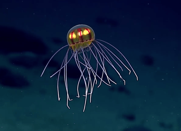 Jellyfish-718x523