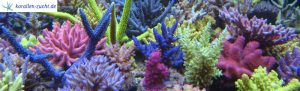 Korallen-Zucht 2 - reefs