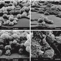 The importance of Vitamin C in the Coral Calcification Process