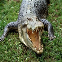 Invasive Man-Eating Nile Crocodiles Found In Florida