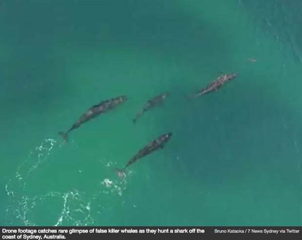 false-killer-whales - reefs